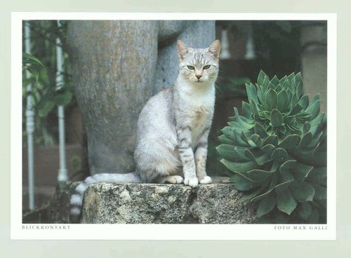 Postcard cat eye contact - cat, contact"